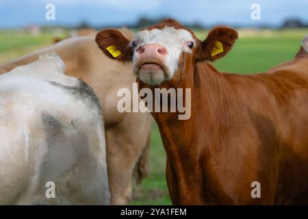 Drôle de vache à Meadow. Crazy Cow dans les pâturages herbeux. Brown Cow Fun gros plan portrait dans la campagne. Les vaches paissent sur la prairie d'été. Vaches heureuses. Vaches dedans Banque D'Images