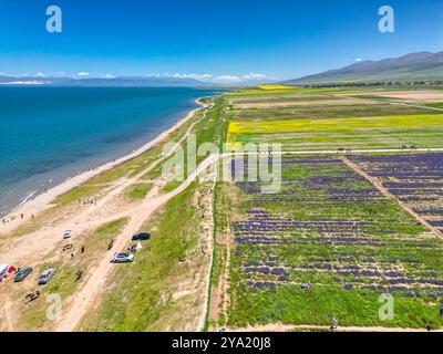 Vues aériennes du lac Qinghai - champs de fleurs de canola et de lavande, prises dans la province de Qinghai, Chine, espace de copie pour le texte Banque D'Images