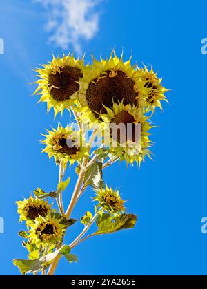 Une vue abstraite de regarder plusieurs têtes de tournesol flétrissant contre un ciel bleu vif. Banque D'Images