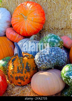 Un gros plan d'un tas de citrouilles et de courges empilées en octobre dans l'est de Washington. Banque D'Images