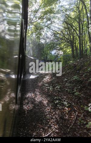 Un train traverse une forêt sombre et verte, la lumière du soleil traverse les feuilles denses, Ruegen, Rasender Roland Banque D'Images