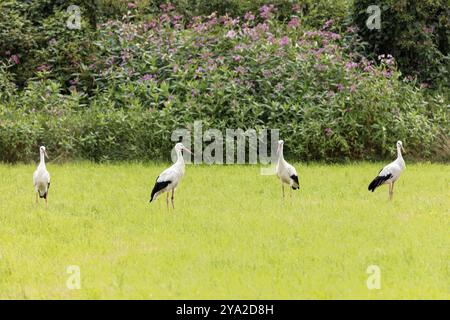 Groupe de quatre cigognes sur un pré vert devant un fond dense de fleurs, cigognes (Ciconiidae) Banque D'Images