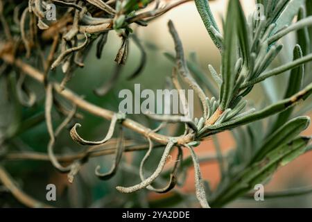 Gros plan des plants de lavande poussant dans un jardin formel. Plante de lavande avec d'étroites feuilles d'argent vert, feuillage. Les plantes vivaces poussent, soignent et ensemencent Banque D'Images