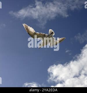 Une mouette flotte gracieusement à travers le ciel bleu clair, entouré de nuages, falaises de Moher Banque D'Images