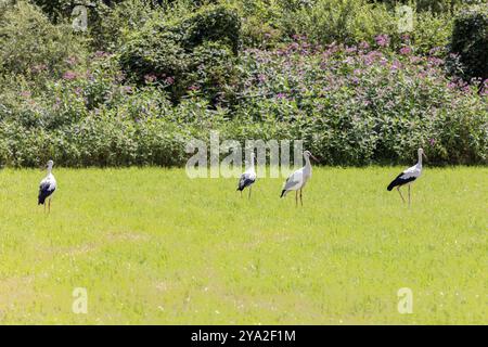 Quatre cigognes se tiennent sur un pré vert sur un fond de plantes à fleurs, cigognes (Ciconiidae) Banque D'Images