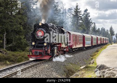 Locomotive à vapeur avec wagons rouges circule sur des voies ferrées à travers la forêt, les montagnes du Harz, Brocken, basse-Saxe Banque D'Images