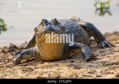 Caiman (Caimaninae), Crocodile (Alligatoridae), crocodile (Crocodylia), vue de face, gros plan, Pantanal, intérieur des terres, zone humide, réserve de biosphère de l'UNESCO, Wor Banque D'Images