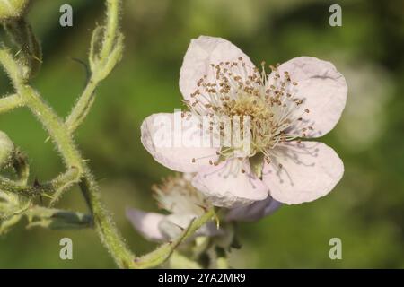 Fleur d'une mûre (Rubus fruticosus agg.), brindille à épices fleur de mûrier (Rubus fruticosus), avec pétales rose pâle. Brindille avec des piqûres Banque D'Images