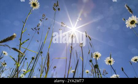 Regardant d'en bas marguerites blanches sous une journée ensoleillée Banque D'Images