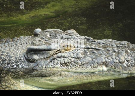 Tête d'un crocodile photographié sur le côté Banque D'Images