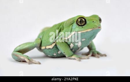 Grenouille singe cireuse Banque D'Images