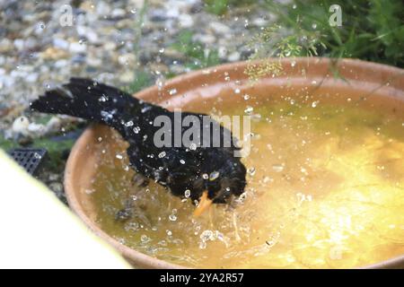 Blackbird se baignant dans un bol d'eau et créant un flou de mouvement Banque D'Images