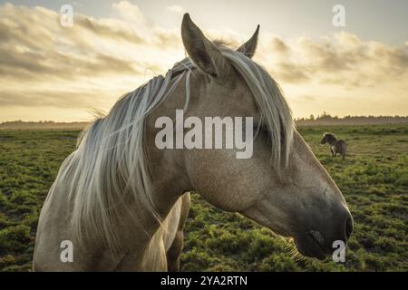 Profil d'un cheval, gros plan, avec un mini cheval en arrière-plan Banque D'Images