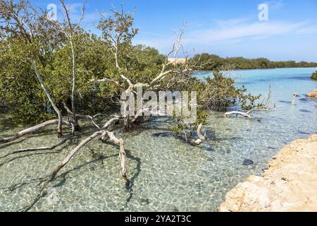 Parc national de RAS Mohamed en Egypte. Afrique Banque D'Images