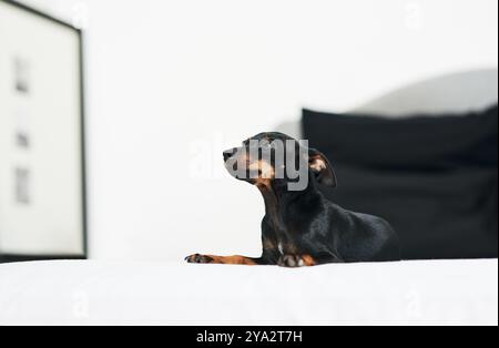 Animal, chien et Pinscher à la maison pour le repos, confortable et confortable pour le bien-être avec animal de compagnie unique dans le lit. Maison, miniature et race comme compagnon avec Banque D'Images