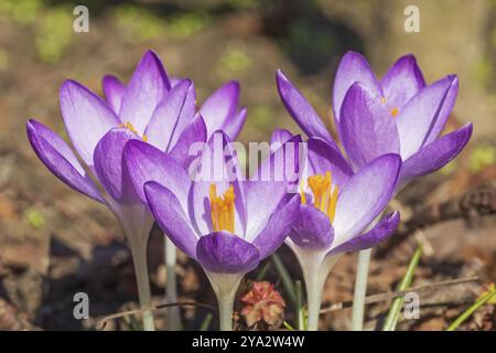 Fleurs violettes du crocus elfine (Crocus tommasinianus, crocus dalmatien) avec pétales violets. Gros plan de fleurs Crocus tommasinianus (croc des bois Banque D'Images
