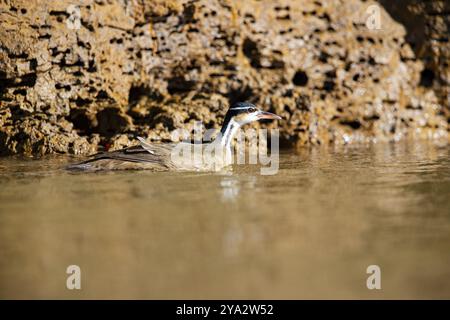 finch nain (Heliornis fulica) Pantanal Brésil Banque D'Images