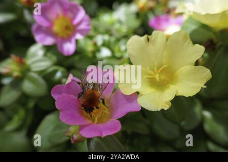 Portulacca Banque D'Images