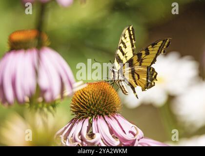 Un papillon monarque jaune et noir boit le nectar d'une fleur Banque D'Images