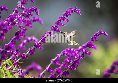 Anna's Hummingbird en vol, fleurs violettes, image en couleur, le jour Banque D'Images
