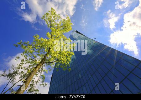 Vue d'un immeuble moderne de grande hauteur avec un arbre et la lumière du soleil contre un ciel bleu, Prime Tower, Zurich, façade en verre, reflets, canton de Zurich, SW Banque D'Images