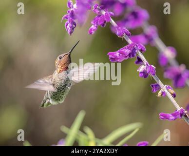Anna's Hummingbird en vol, fleurs violettes, image en couleur, le jour Banque D'Images
