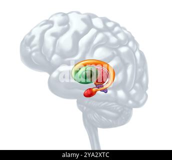 Ganglions de la base comme noyaux sous-corticaux à l'intérieur du cerveau humain contrôlant les fonctions motrices comme les émotions cognitives, et l'apprentissage et les mouvements volontaires. Banque D'Images