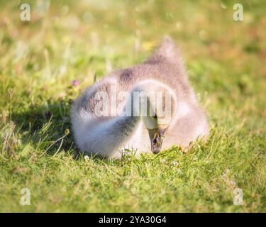 Un Gosling Chick est assis dans un champ herbeux dans l'Oregon, États-Unis, Amérique du Nord Banque D'Images