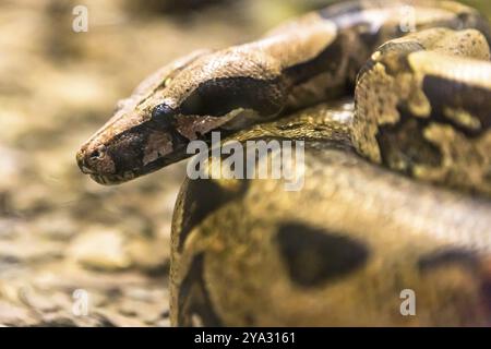 Boa constrictor, une espèce de grand serpent au corps lourd Banque D'Images