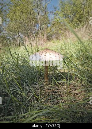 Champignon parasol poussant parmi l'herbe verte dans la forêt. Champignons Macrolepiota procera Banque D'Images