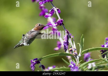 Anna's Hummingbird en vol, fleurs violettes, image en couleur, le jour Banque D'Images