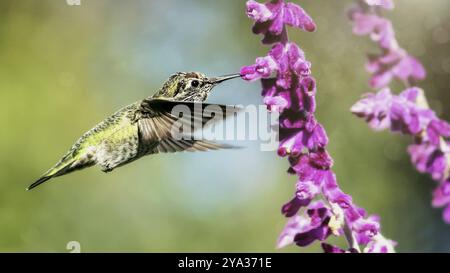 Anna's Hummingbird en vol, fleurs violettes, image en couleur, le jour Banque D'Images