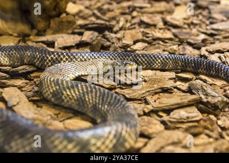 Amazon Rainbow boa, l'un des plus beaux serpents du monde Banque D'Images