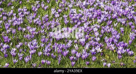 Fleur de crocus avec crocus violets dans le parc du château Husum dans le Schleswig-Holstein, Allemagne, en mars pelouse avec crocus violets ou croci (Crocus Banque D'Images