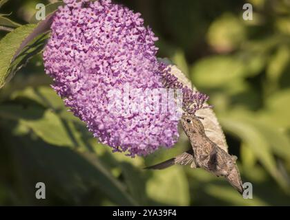 Anna's Hummingbird en vol, fleurs violettes, image en couleur, le jour Banque D'Images
