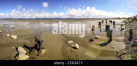 Vieux pieux dans la baie de Humboldt à Low Tide, Californie, États-Unis, Amérique du Nord Banque D'Images