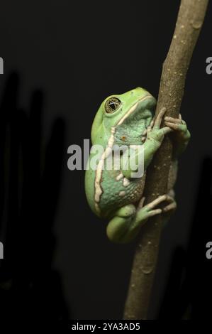 Grenouille singe cireuse Banque D'Images