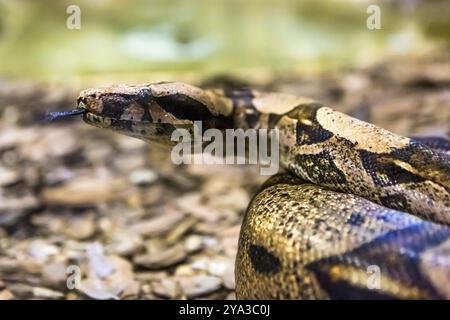 Boa constrictor, une espèce de grand serpent au corps lourd Banque D'Images