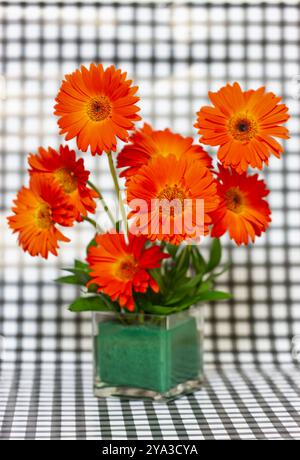 Rouge orange Gerbera jamesonii , African Daisy, dans un vase studio shot Banque D'Images