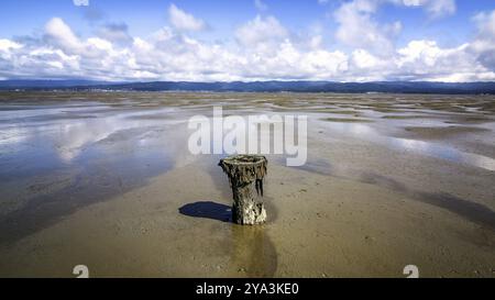 Vieux pieux dans la baie de Humboldt à Low Tide, Californie, États-Unis, Amérique du Nord Banque D'Images