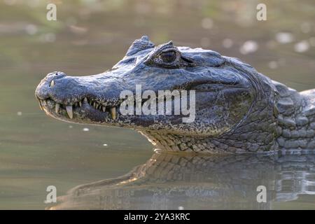 Caiman (Caimaninae), crocodile (Alligatoridae), crocodile (Crocodylia), portrait d'animaux, contact visuel, Pantanal, intérieur des terres, zone humide, biosphère de l'UNESCO Rese Banque D'Images