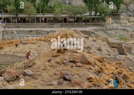 Récolte de blé dans la vallée de Hushe, Kanday, Baltistan, Pakistan Banque D'Images