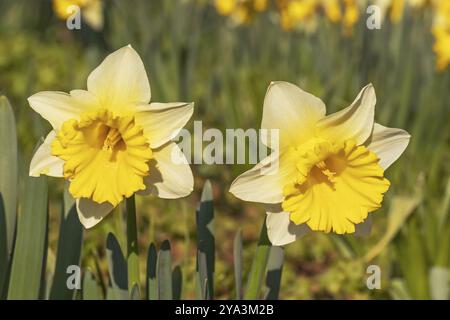 Deux fleurs de jonquille avec des pétales jaune pâle et une corolle secondaire jaune ou trompette au printemps deux fleurs de jonquille ou de narcissi en fleurs, avec p Banque D'Images