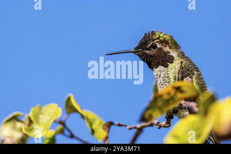 Un colibri d'Anna mâle perché dans un arbre, image couleur, jour Banque D'Images