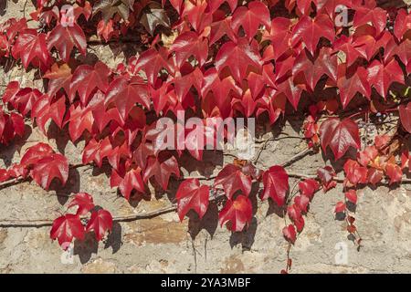 Lierre de Boston (Parthenocissus tricuspidata, vigne sauvage) en feuillage d'automne sur un mur en Fulda feuilles rouges du lierre de Boston (Parthenocissus tricuspidata, gr Banque D'Images