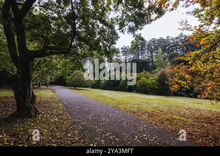 Fin d'après-midi d'automne au jardin botanique de Dandenong Ranges à Olinda, Victoria, Australie Banque D'Images