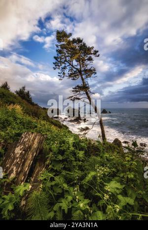 Un seul arbre se dresse sur la falaise au-dessus de l'océan Pacifique lors d'un beau coucher de soleil. Californie du Nord, États-Unis, Amérique du Nord Banque D'Images