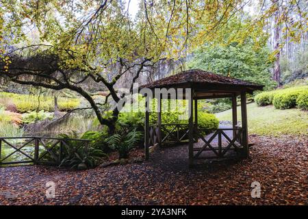 Fin d'après-midi d'automne au jardin botanique de Dandenong Ranges à Olinda, Victoria, Australie Banque D'Images