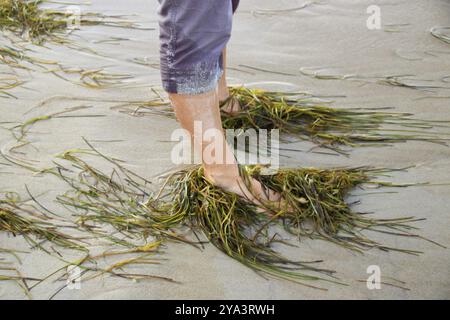 Les pieds sur la plage de sable sont baignés par les vagues et les algues Banque D'Images