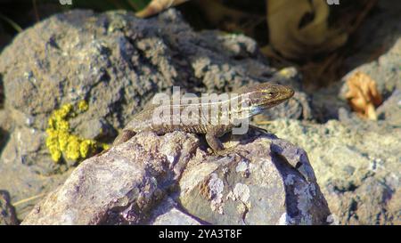 Un lézard est assis sur une pierre sur l'île de la Palma dans l'océan Atlantique Banque D'Images